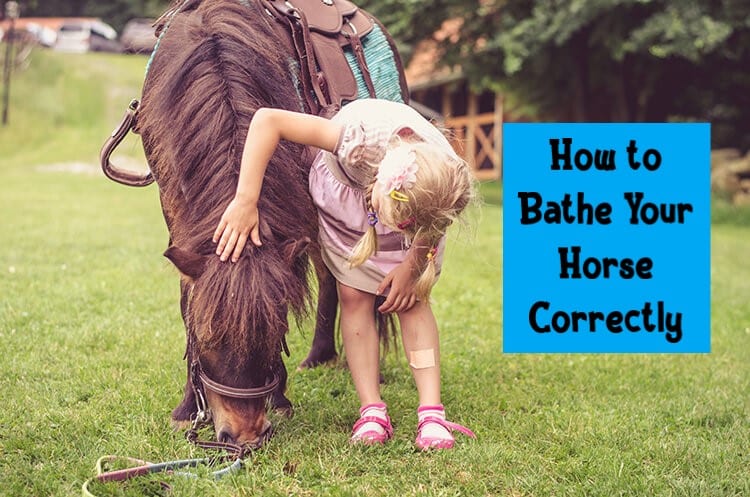How to Bathe Your Horse Correctly