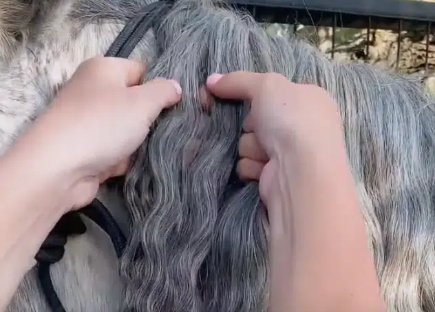 How to Do a Waterfall Braid in a Horse's Mane