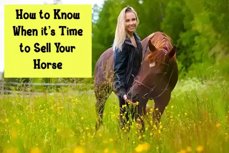 How to Know When it’s Time to Sell Your Horse