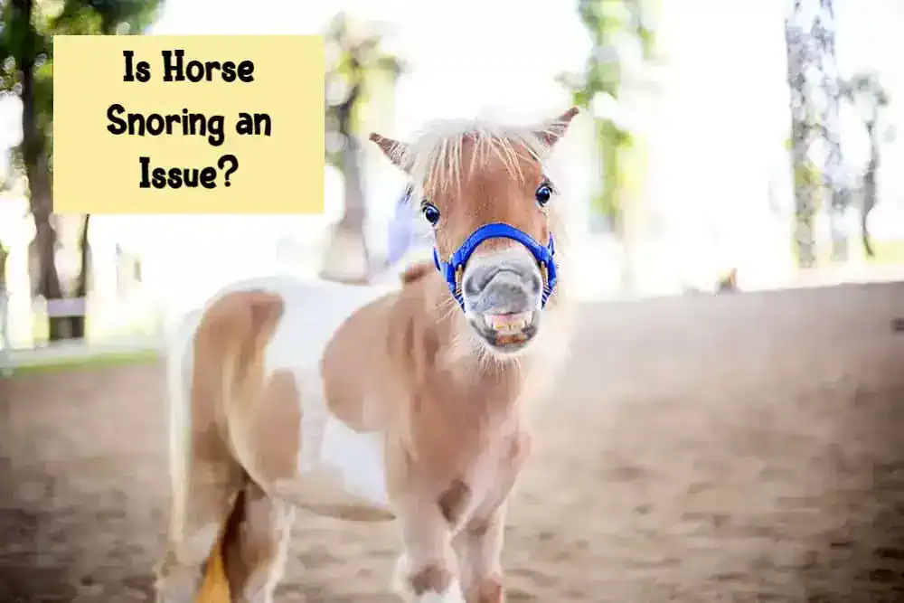 Is Horse Snoring an Issue?