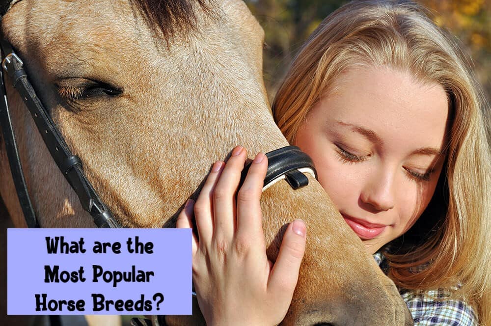 What are the Most Popular Horse Breeds?
