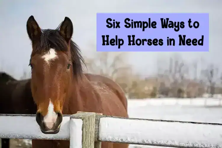 Six Simple Ways to Help Horses in Need