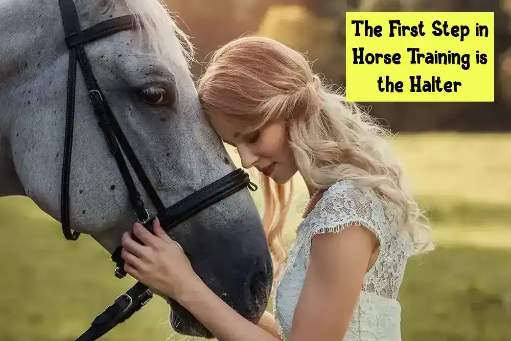 The First Step in Horse Training is the Halter