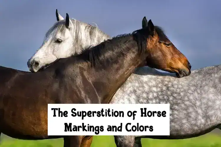 The Superstition of Horse Markings and Colors