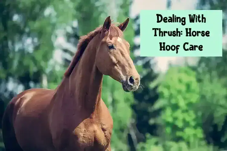 Dealing With Thrush: Horse Hoof Care