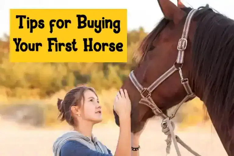 Tips for Buying Your First Horse