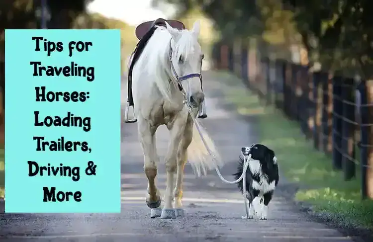 Tips for Traveling Horses: Loading Trailers, Driving & More