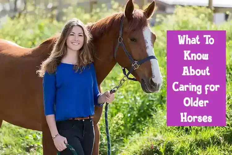What To Know About Caring for Older Horses