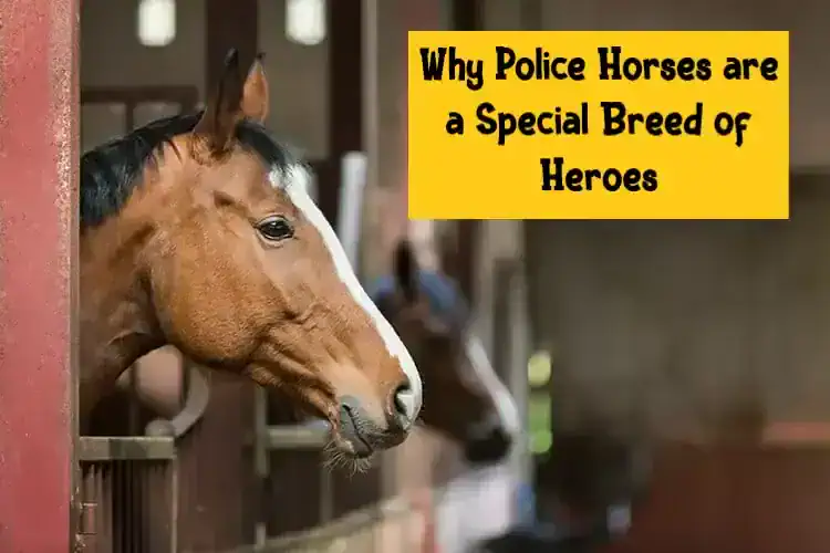 Why Police Horses are a Special Breed of Heroes