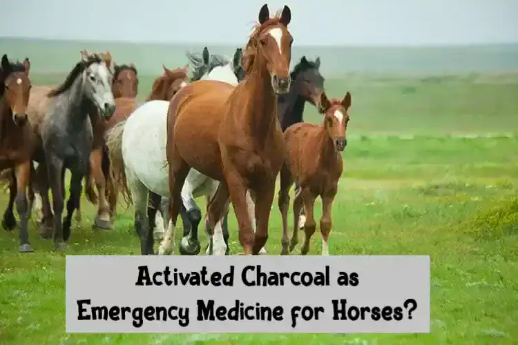 Activated Charcoal as Emergency Medicine for Horses?