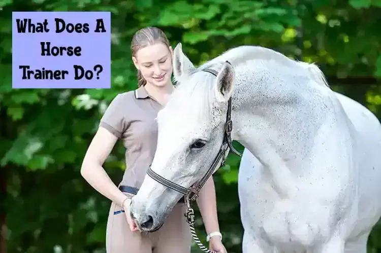 What Does a Horse Trainer Do?