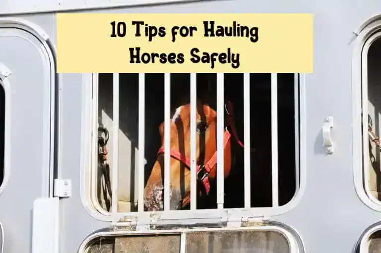 10 Tips for Hauling Horses Safely
