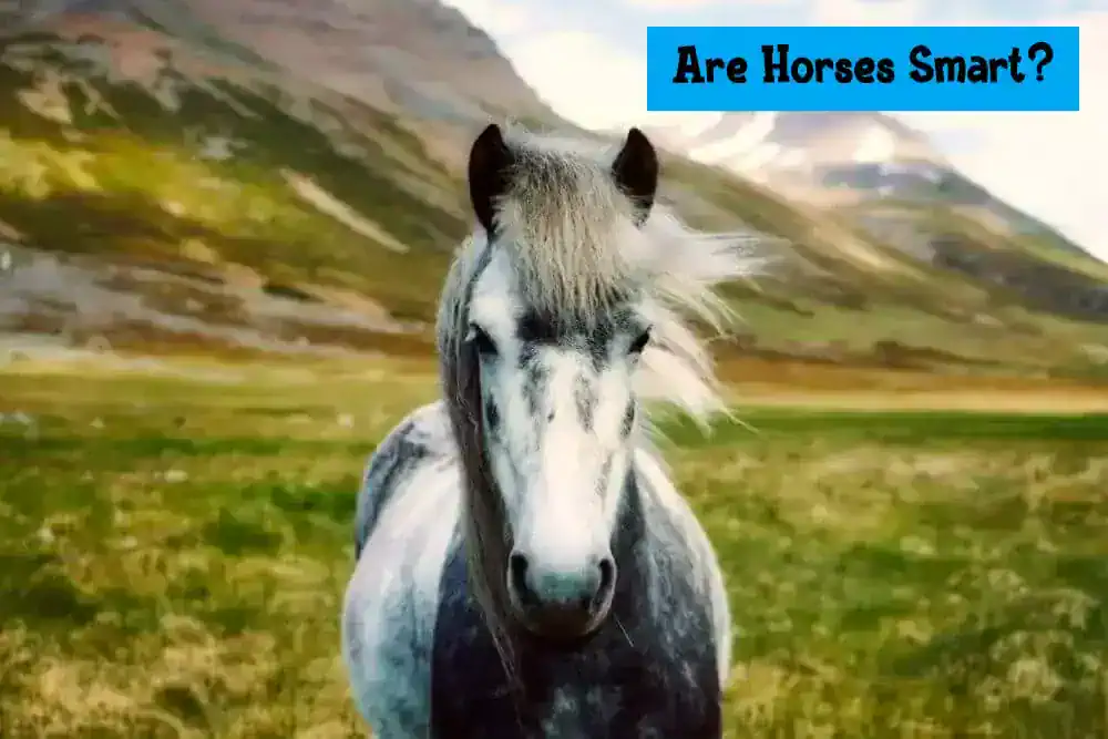 Are Horses Smart?