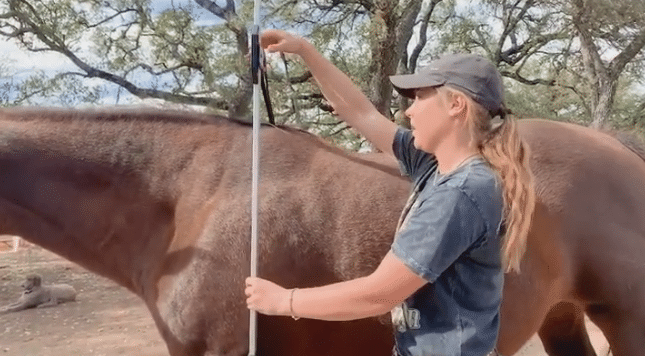How to Measure the Height of Horses: 11 Steps (with Pictures)