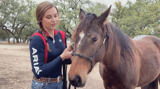 Horse Training: How to Do Groundwork Without a Round Pen