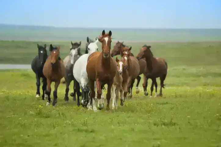 How To Introduce A New Horse To The Herd