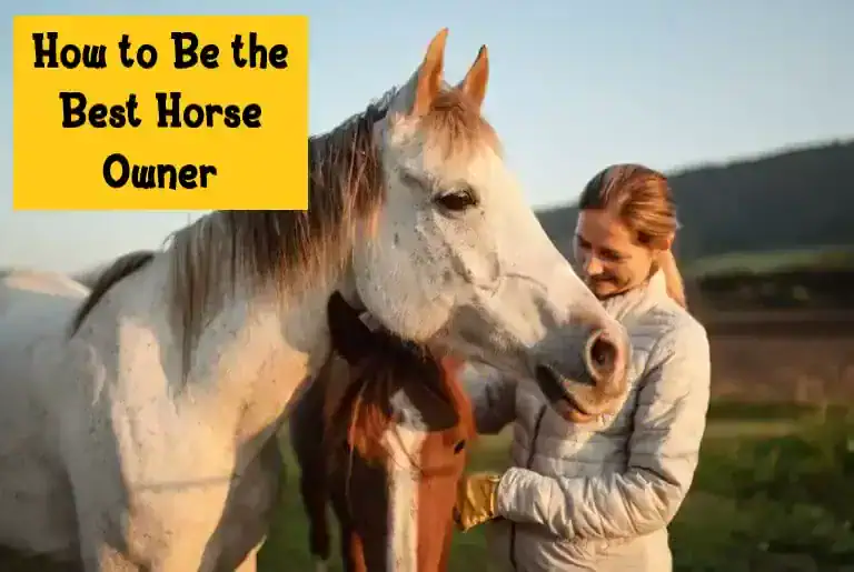HowtoBetheBestHorseOwner SaddleBox