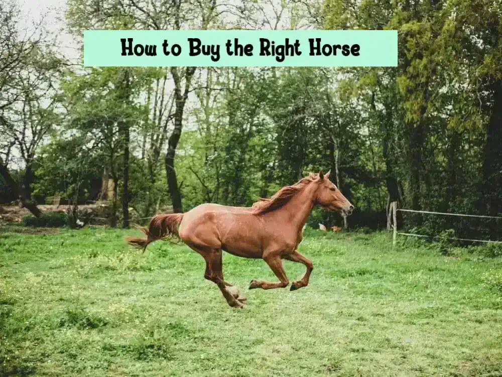 How to Buy the Right Horse