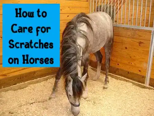 How to Care for Scratches on Horses