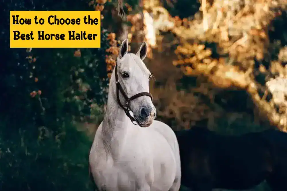 How to Choose the Best Horse Halter
