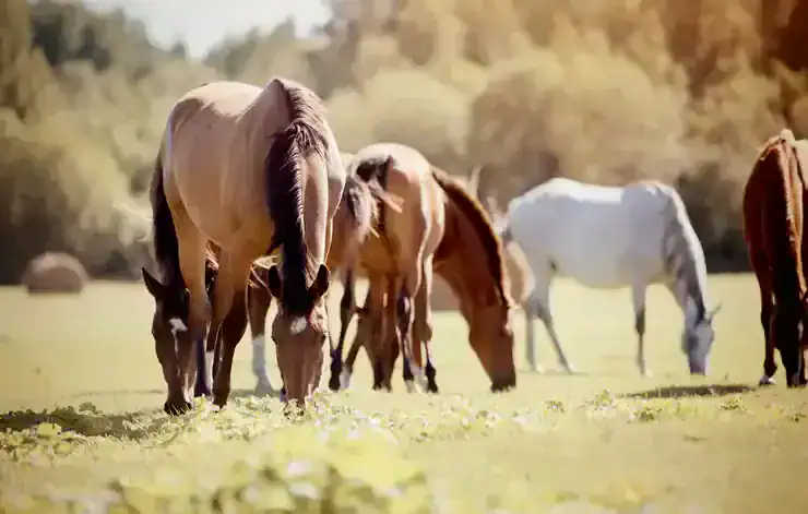 Introducing a new horse to the herd