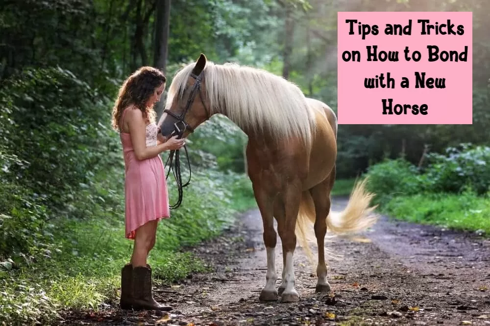 Tips and Tricks on How to Bond with a New Horse