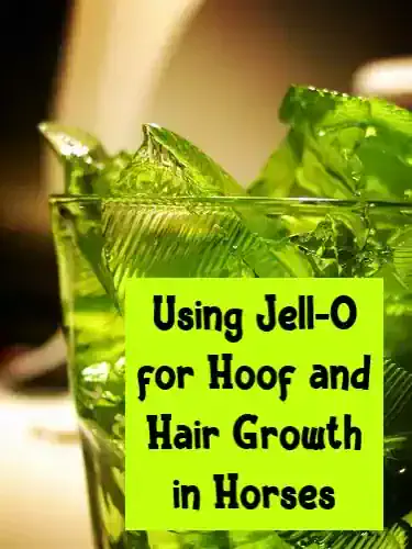 Using Jell-O for Hoof and Hair Growth in Horses