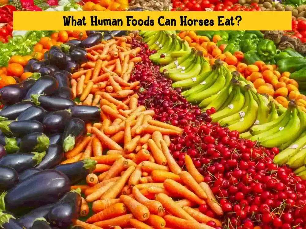 What Human Foods Can Horses Eat?