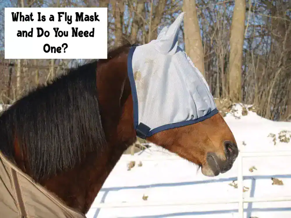What Is a Fly Mask and Do You Need One?