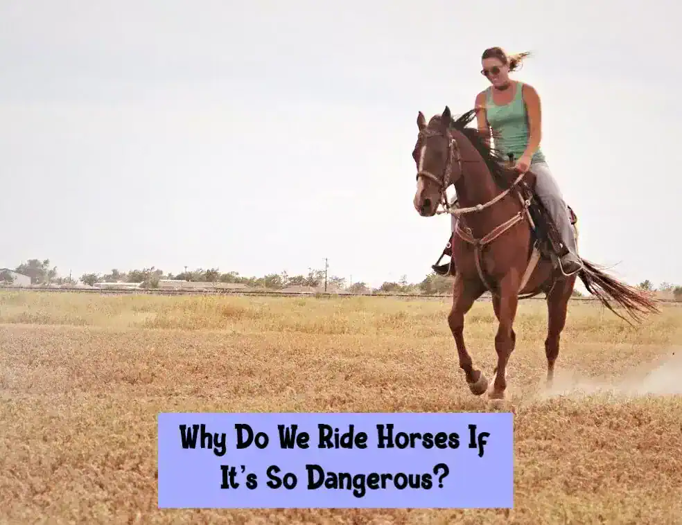 Why Do We Ride Horses If It’s So Dangerous?