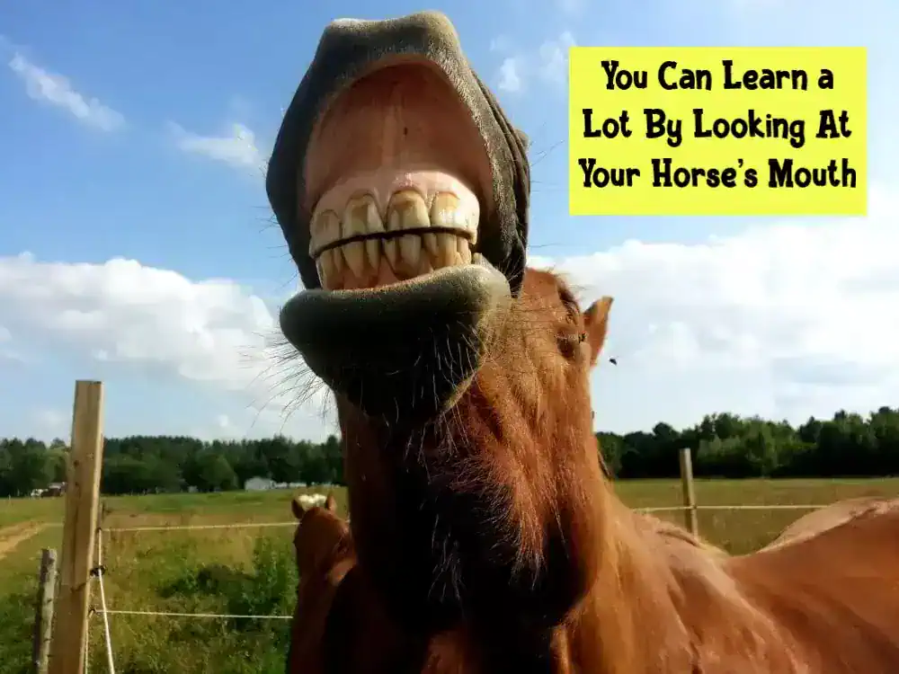 You Can Learn a Lot By Looking At Your Horse’s Mouth