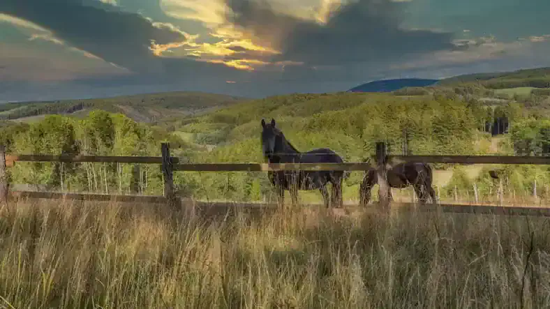 Ways Horses Help The Environment