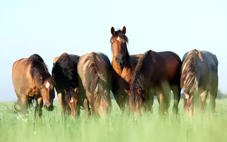 Are Horses Helping Or Hurting The Environment?