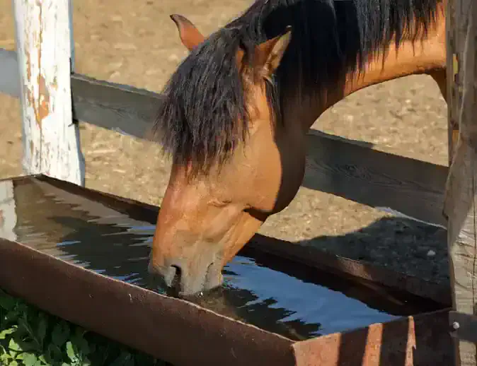 Horses Help The Environment