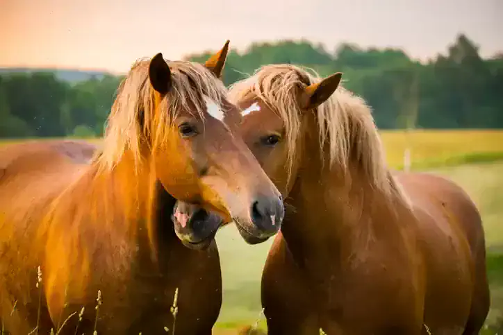 Horses Remember These 5 Things