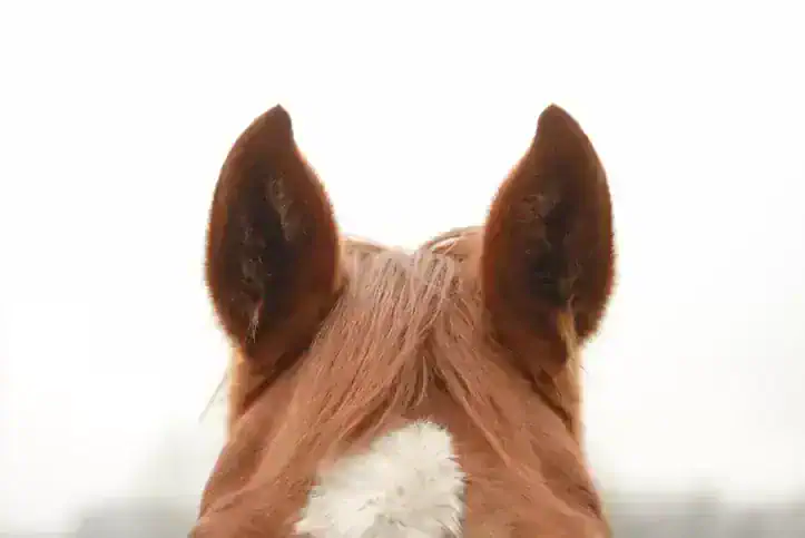 Horse Ear Movements And Meanings