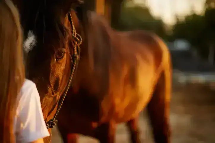 How Horses Teach Humans