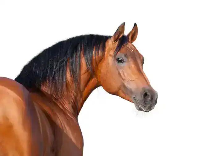 5 Interesting Facts About Horses