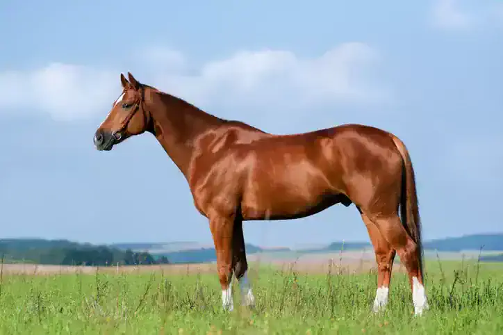 Horses' Digestive Tracts Are 100 Ft Long