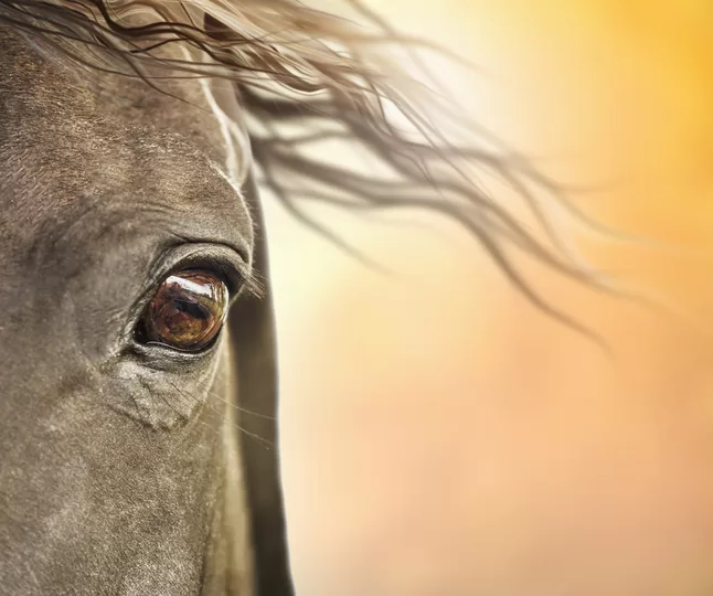 Protect Your Horse From Sunburn
