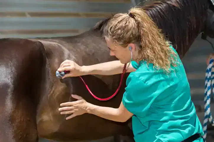 Horse spring checklist