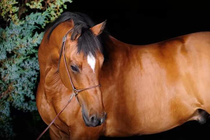 What Your Horse's Coat Says About Its Health
