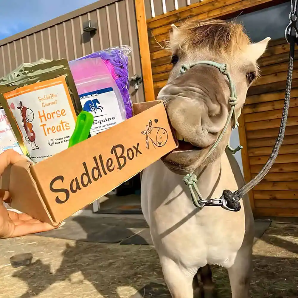 Best horse treats 2