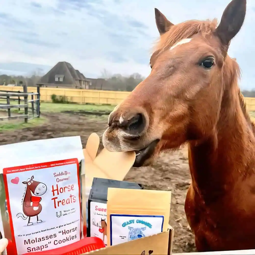 Best horse treats 3