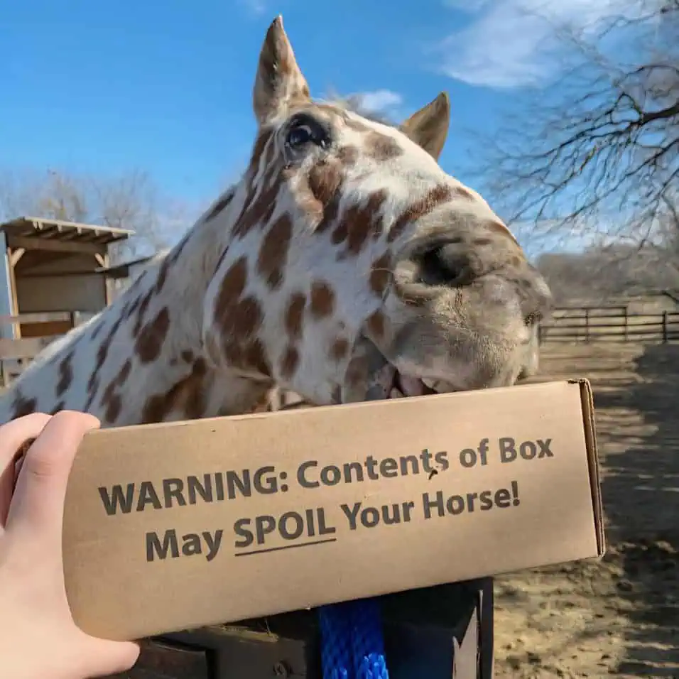 Horse treats from SaddleBox