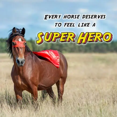 rescue horse organizations