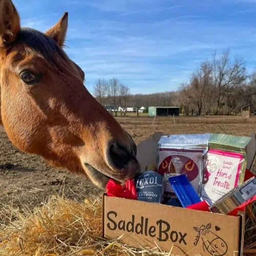 saddlebox horse treats
