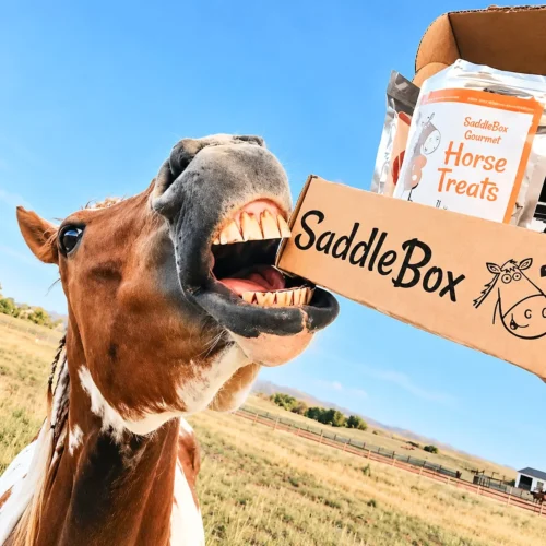 horse gift box