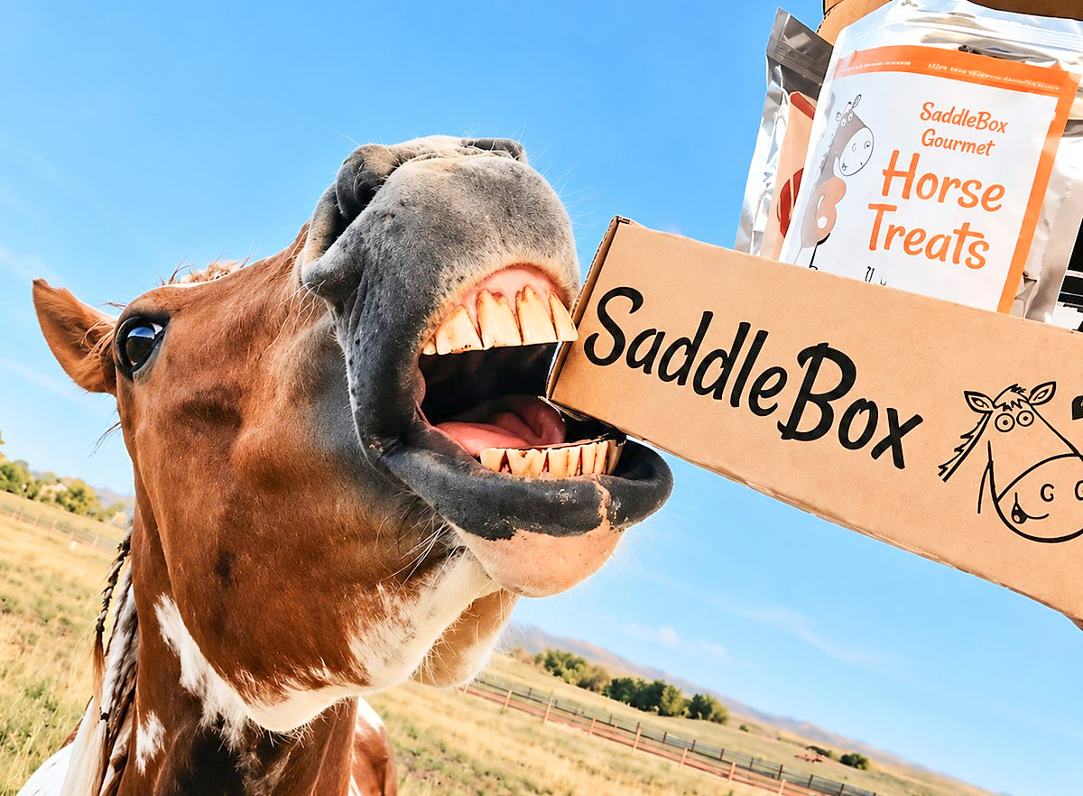 Excited horse biting a SaddleBox gift box